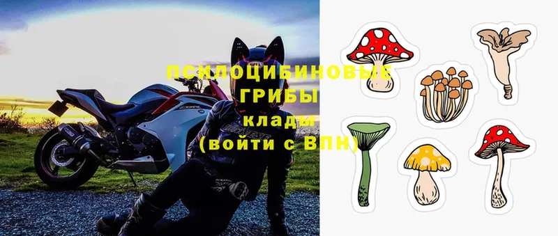 Галлюциногенные грибы Magic Shrooms  дарнет шоп  omg tor  Бирюсинск 